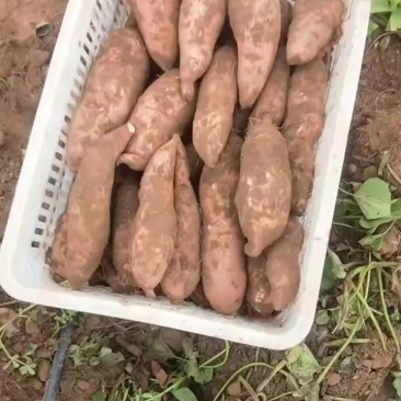 河北龙薯九商薯19济薯26