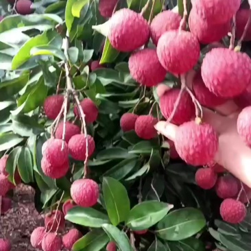 荔枝