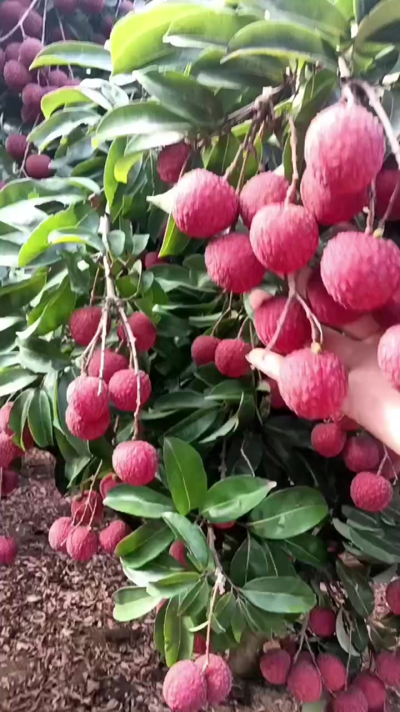 荔枝
