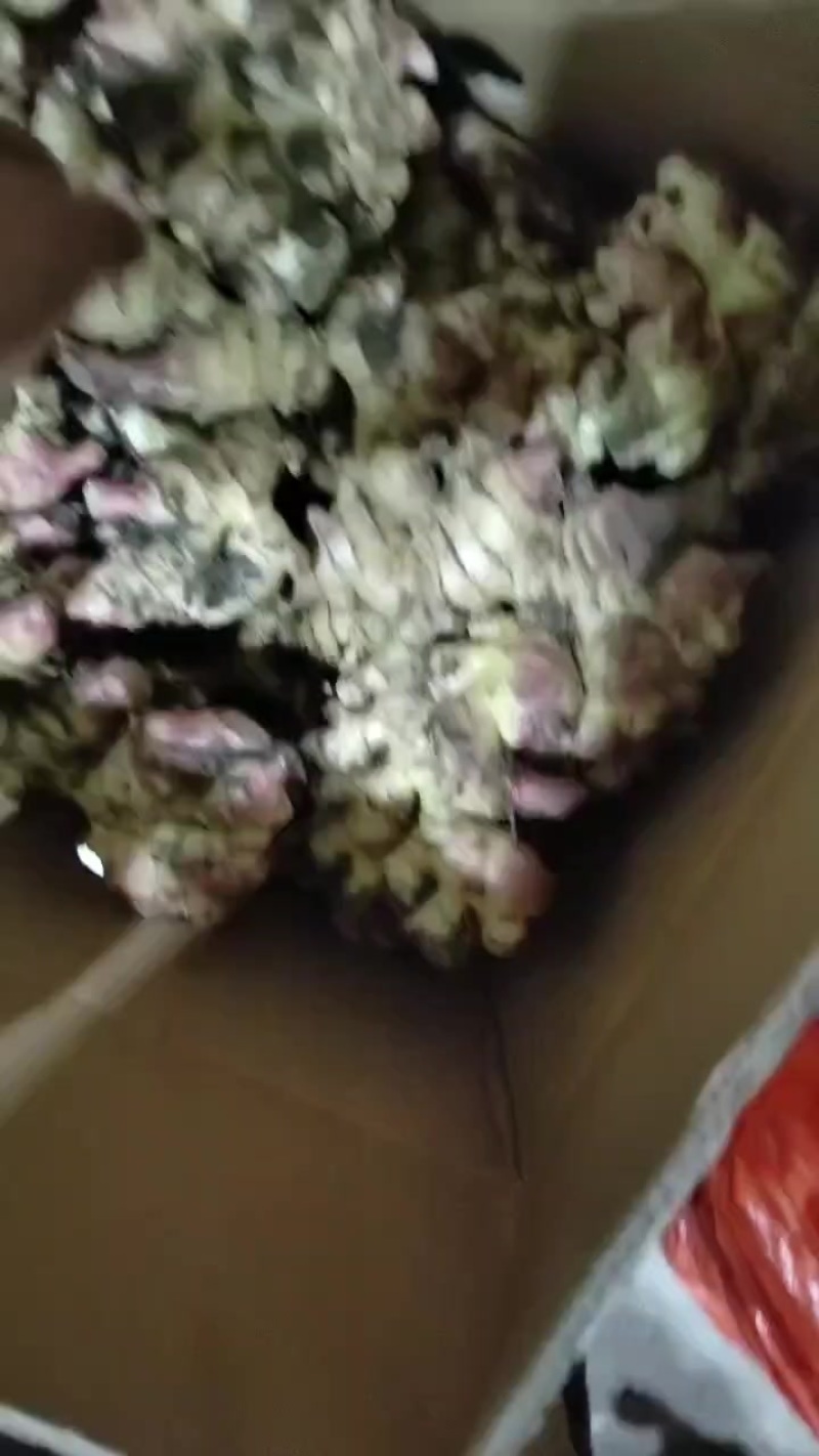 贵州省安顺镇宁小黄姜