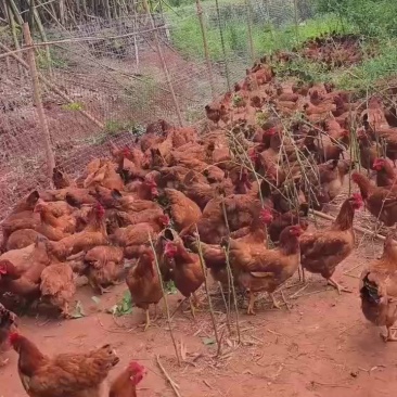 黄杂母鸡
