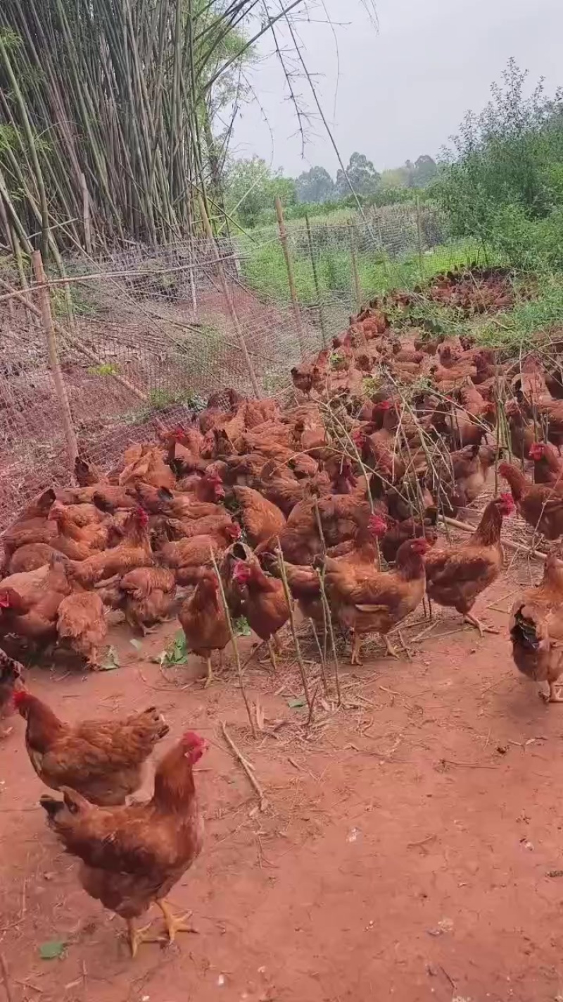 黄杂母鸡