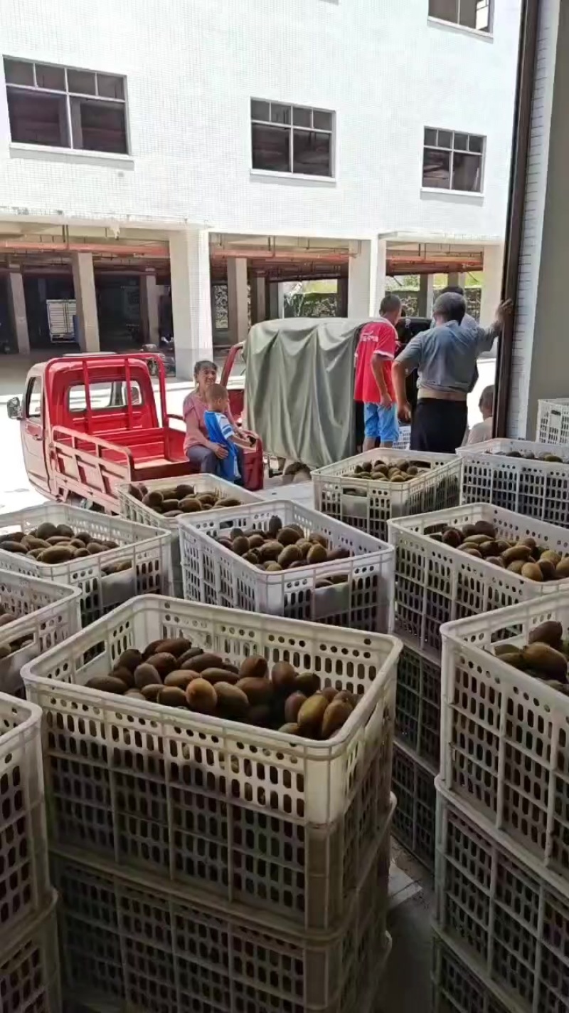 产地一手货源绿心猕猴桃，黄心猕猴桃，一件代发，整车发货，