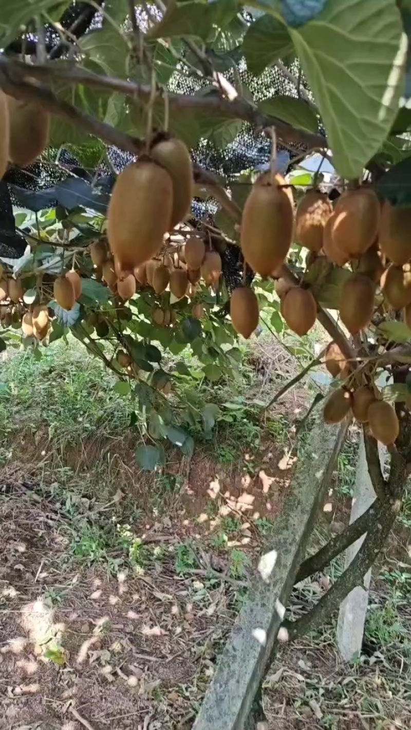产地一手货源绿心猕猴桃，黄心猕猴桃，一件代发，整车发货，