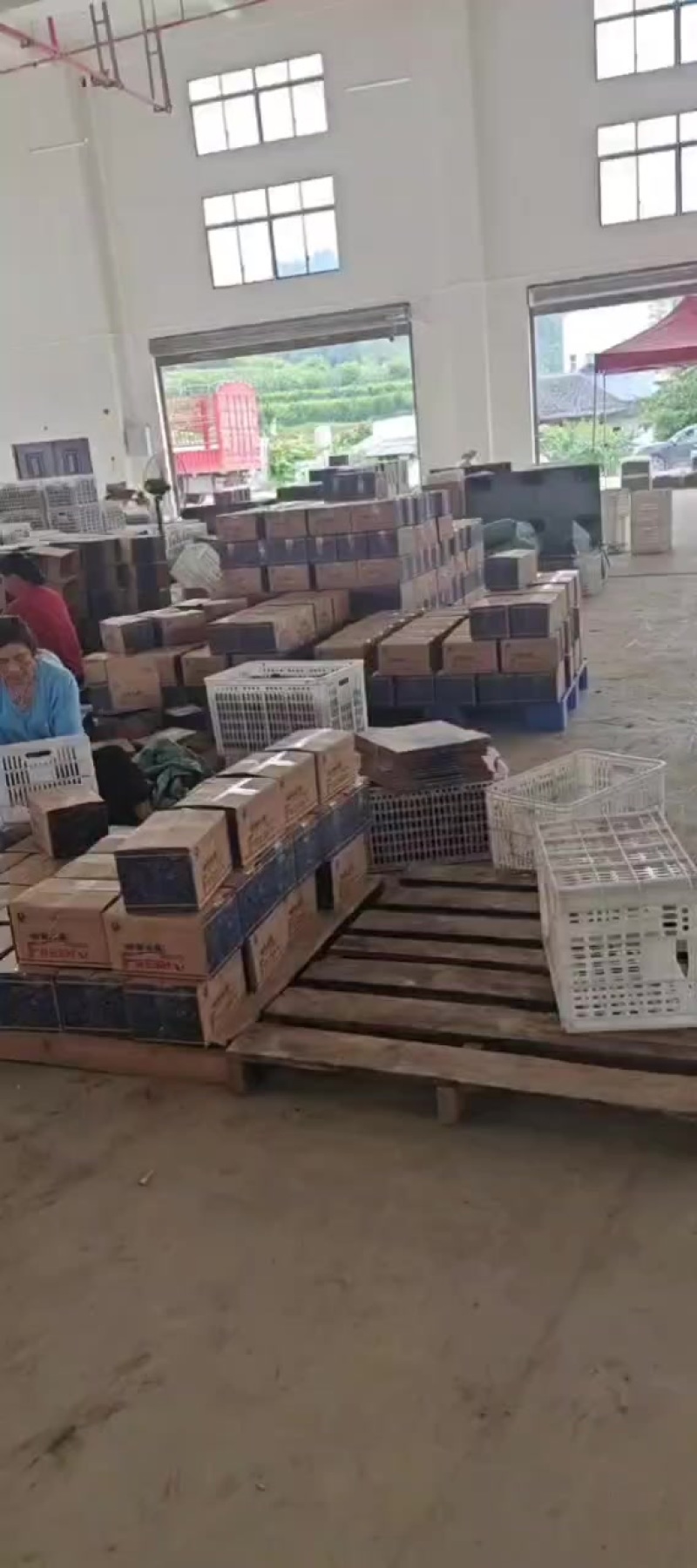 产地一手货源绿心猕猴桃，黄心猕猴桃，一件代发，整车发货，