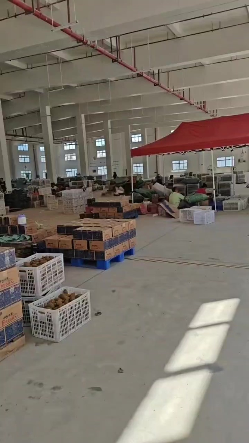 产地一手货源绿心猕猴桃，黄心猕猴桃，一件代发，整车发货，