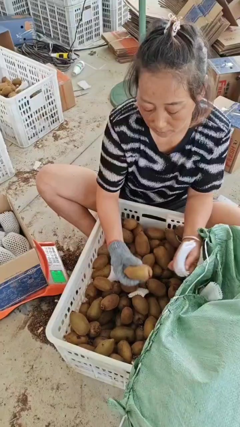 产地一手货源绿心猕猴桃，黄心猕猴桃，一件代发，整车发货，