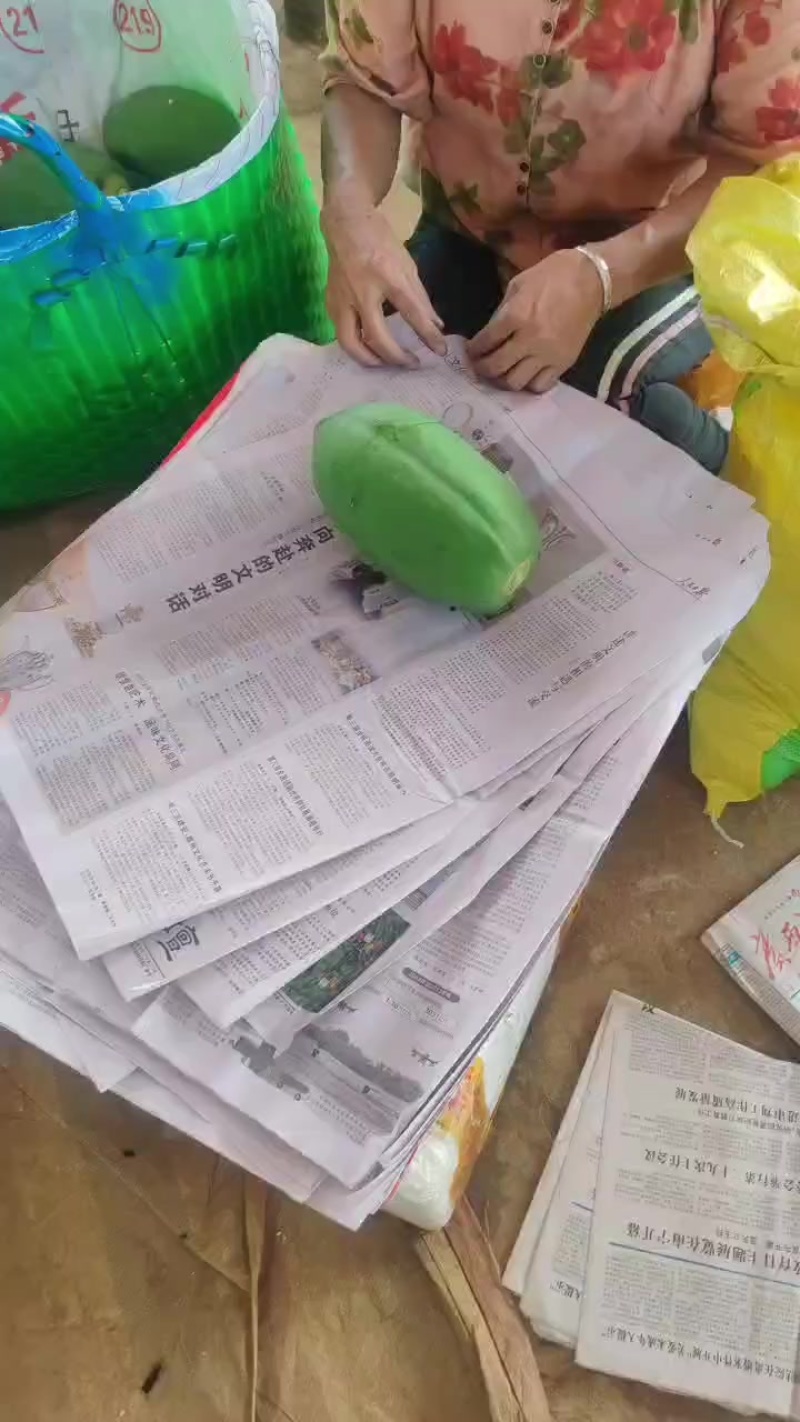 生木瓜