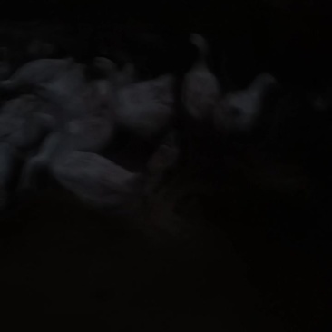 活鹅
