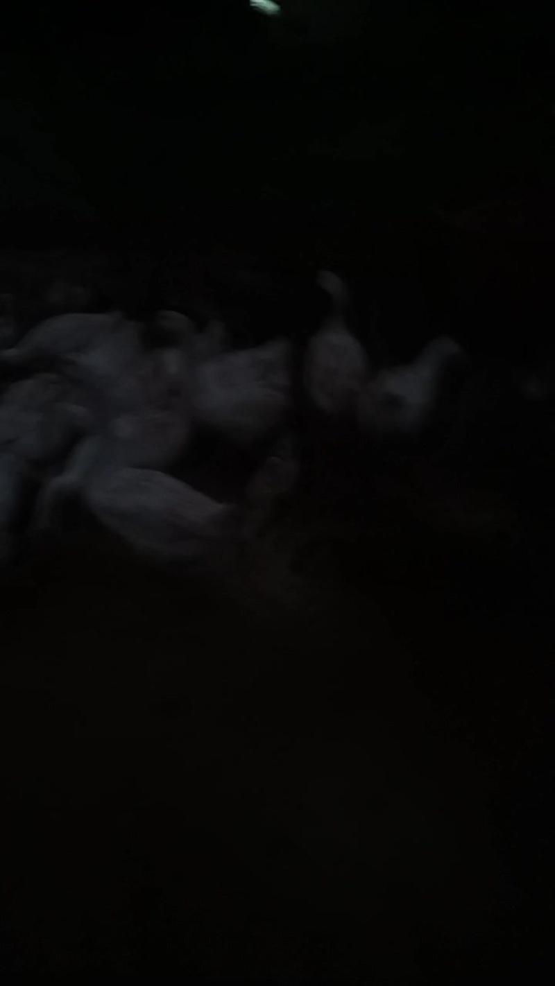 活鹅