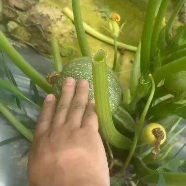 小南瓜