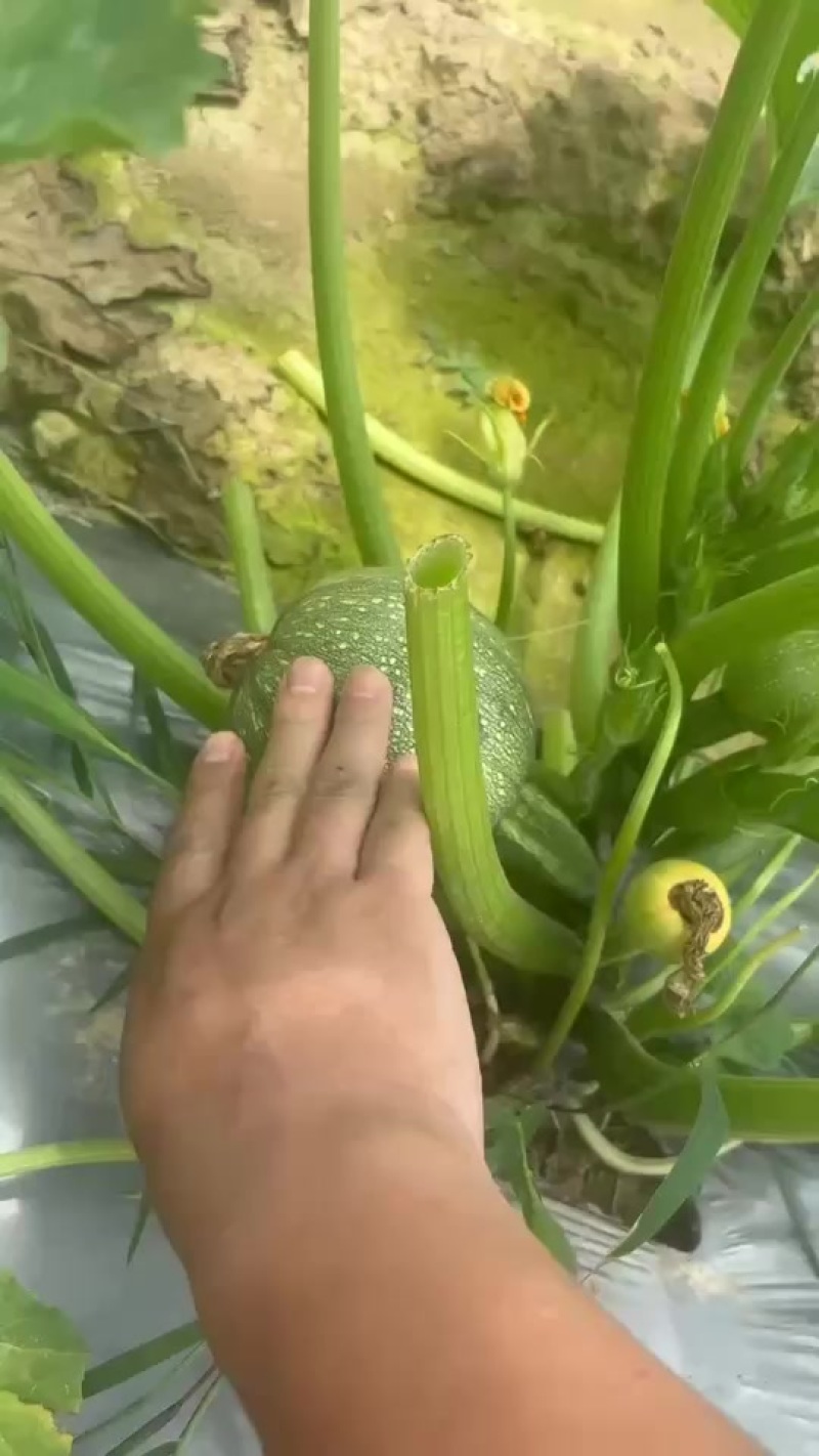 小南瓜