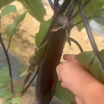 茄子🍆