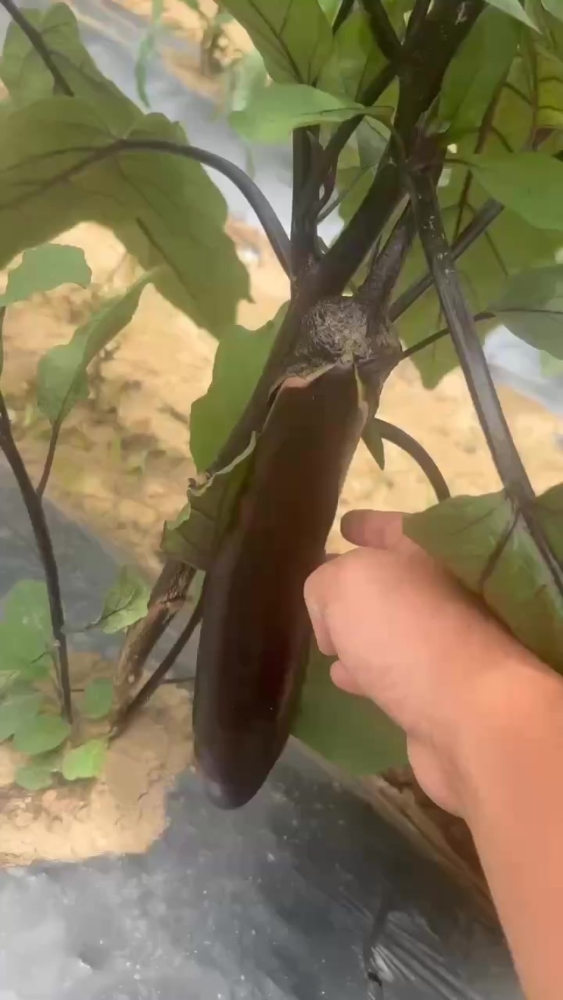 茄子🍆
