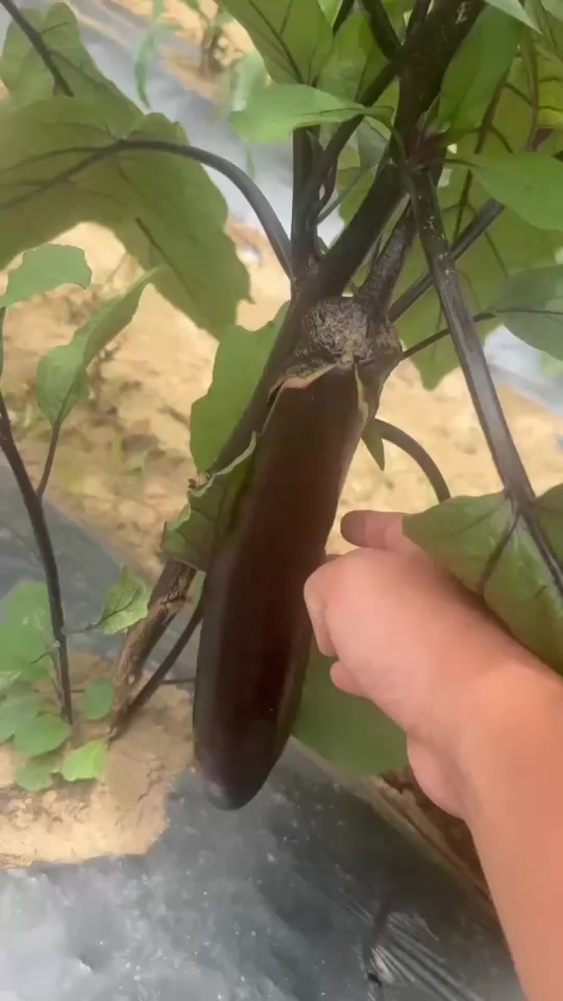 茄子🍆