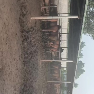 肉马40多头
