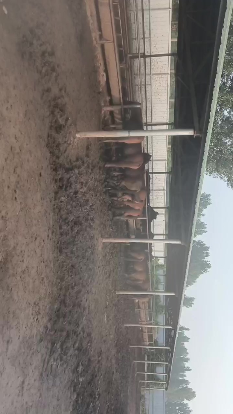 肉马40多头