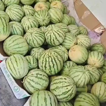 西瓜红薯西瓜红龙九