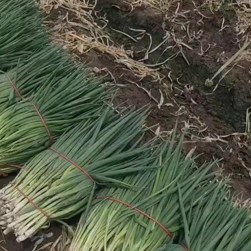 无农残分葱对接脱水厂冷冻厂欢迎来电