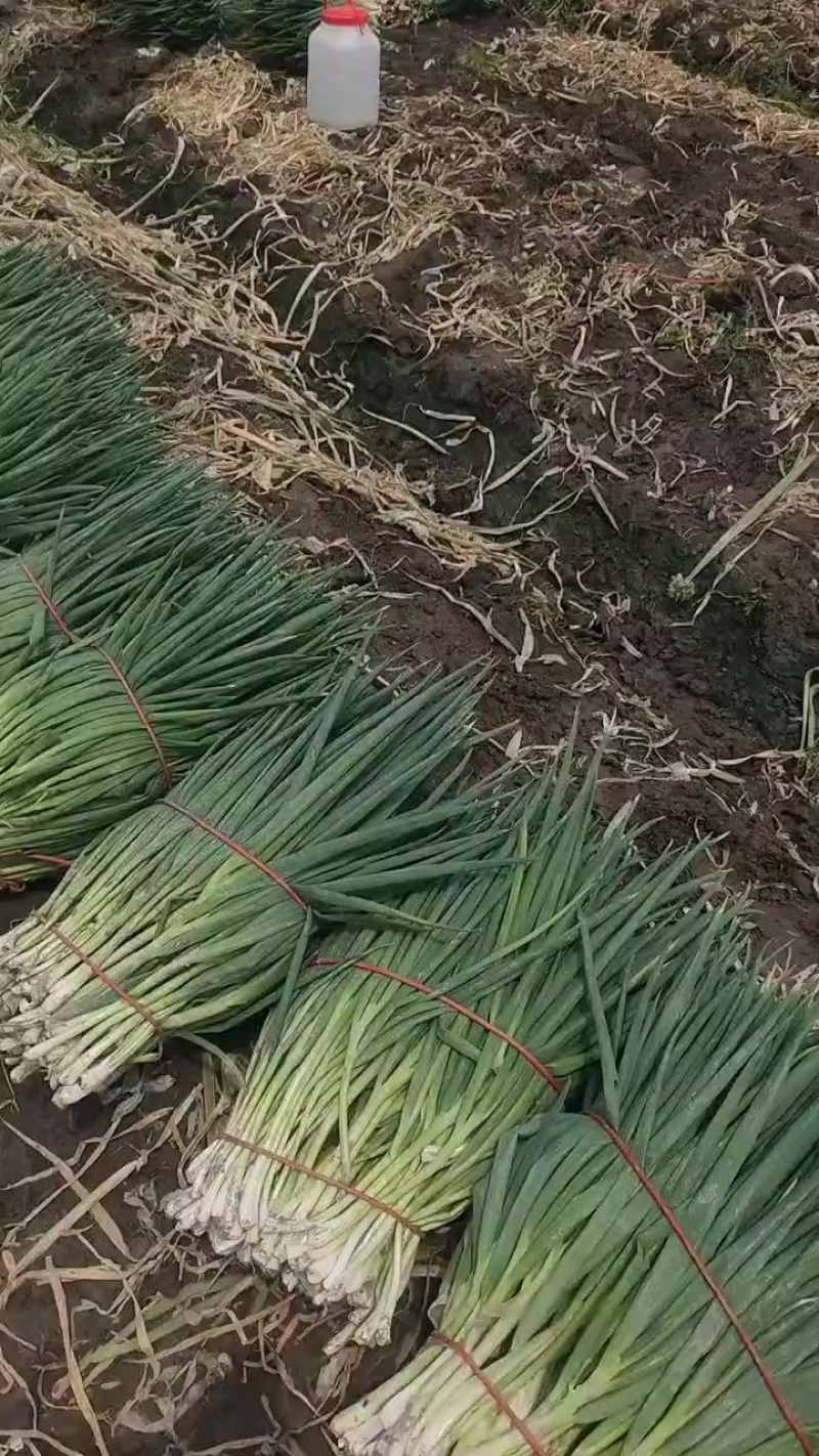 无农残分葱对接脱水厂冷冻厂欢迎来电