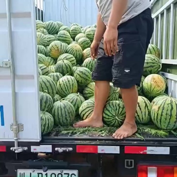 西瓜热卖