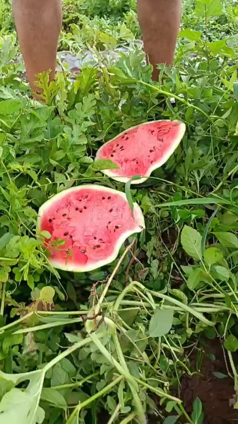 西瓜热卖