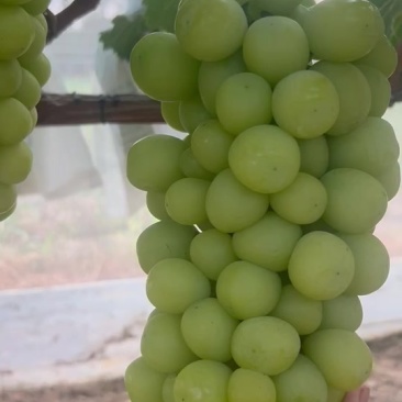 阳光玫瑰葡萄🍇