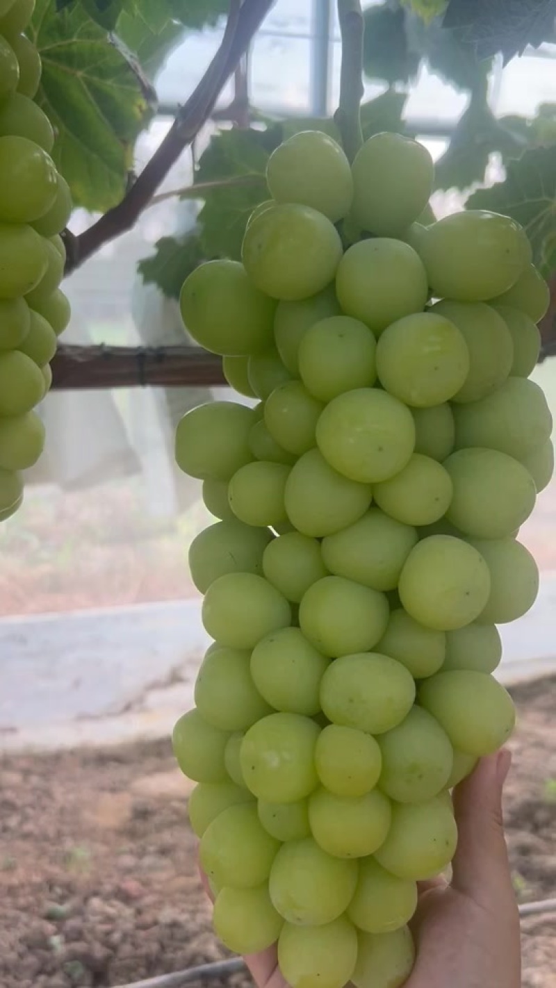 阳光玫瑰葡萄🍇