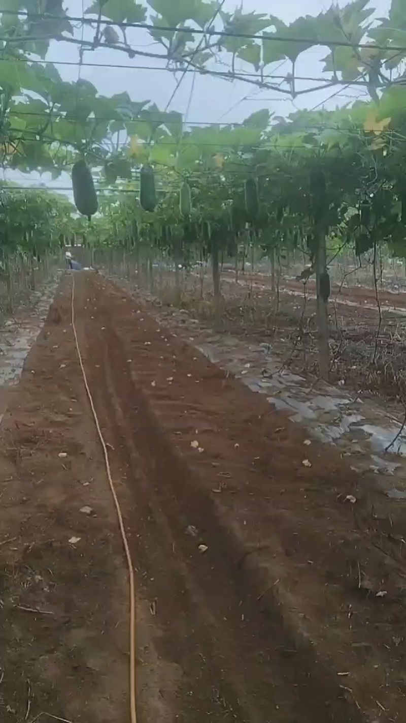 小东瓜