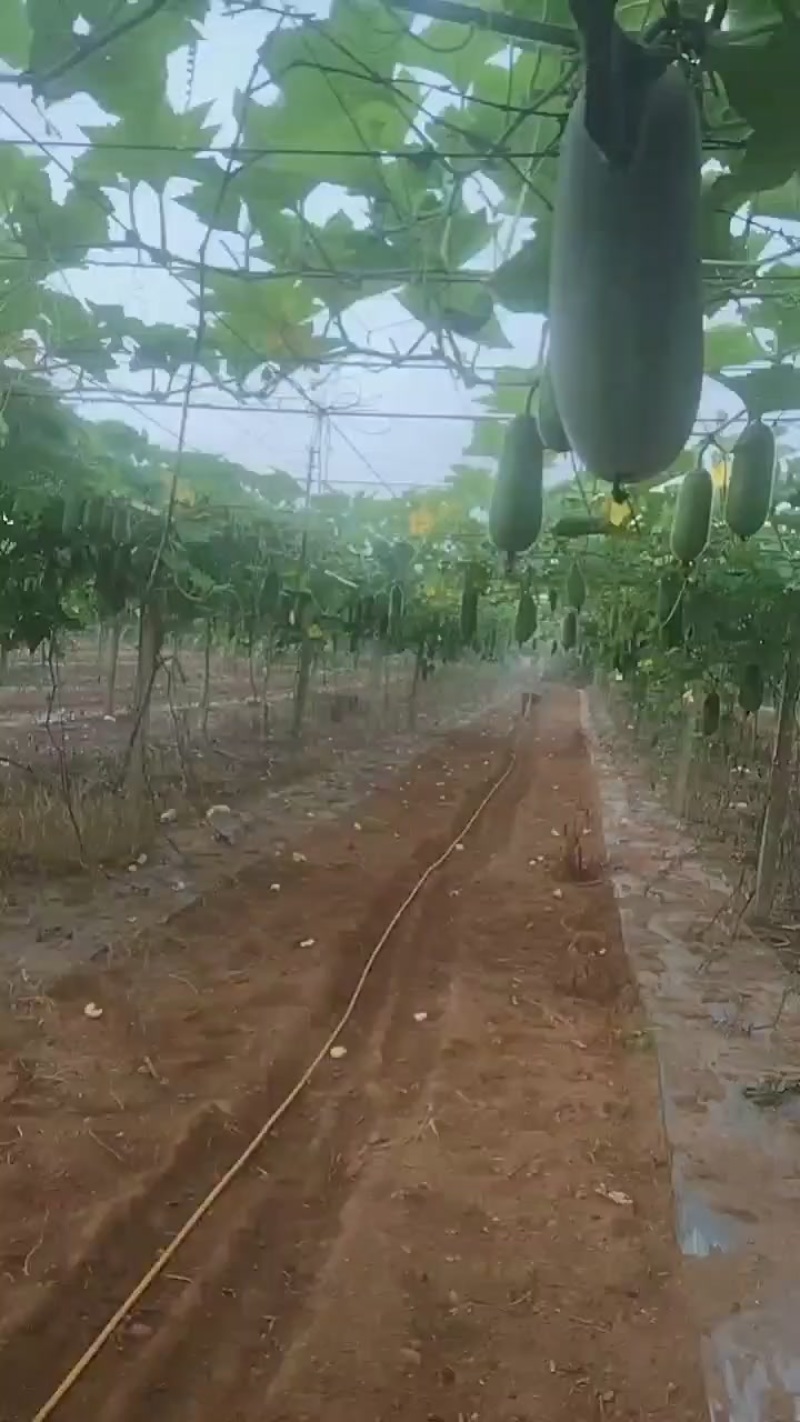 小东瓜