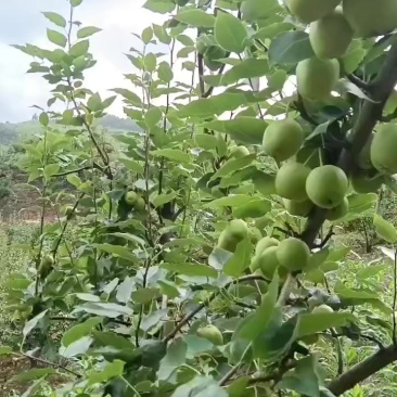 云南大理云龙黄梨