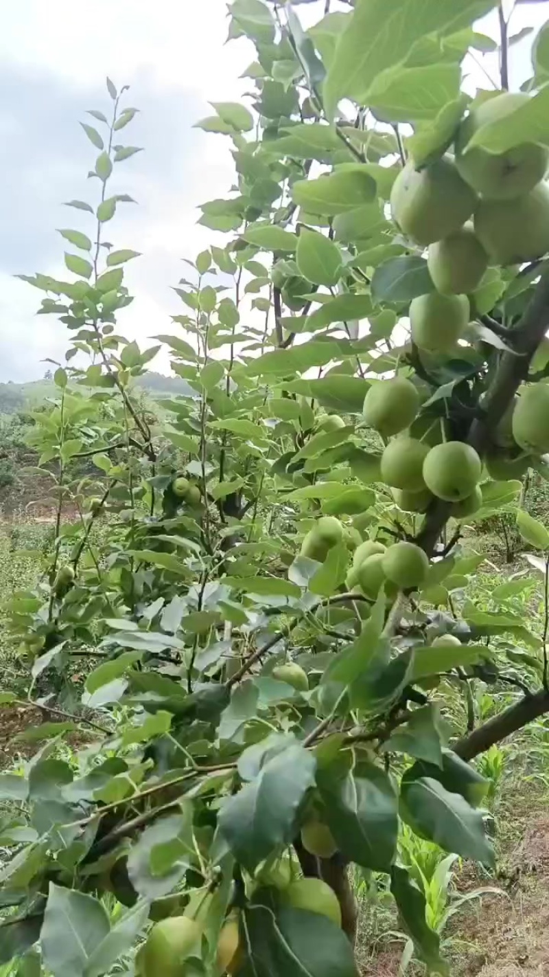 云南大理云龙黄梨
