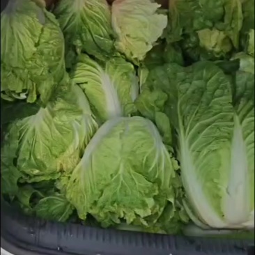 白菜