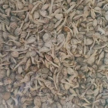 鲜活花甲40-60粒都有货