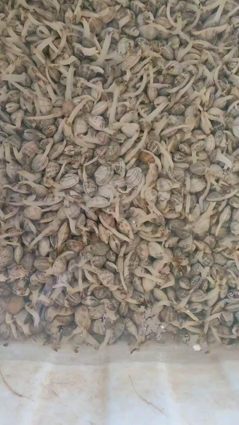 鲜活花甲40-60粒都有货