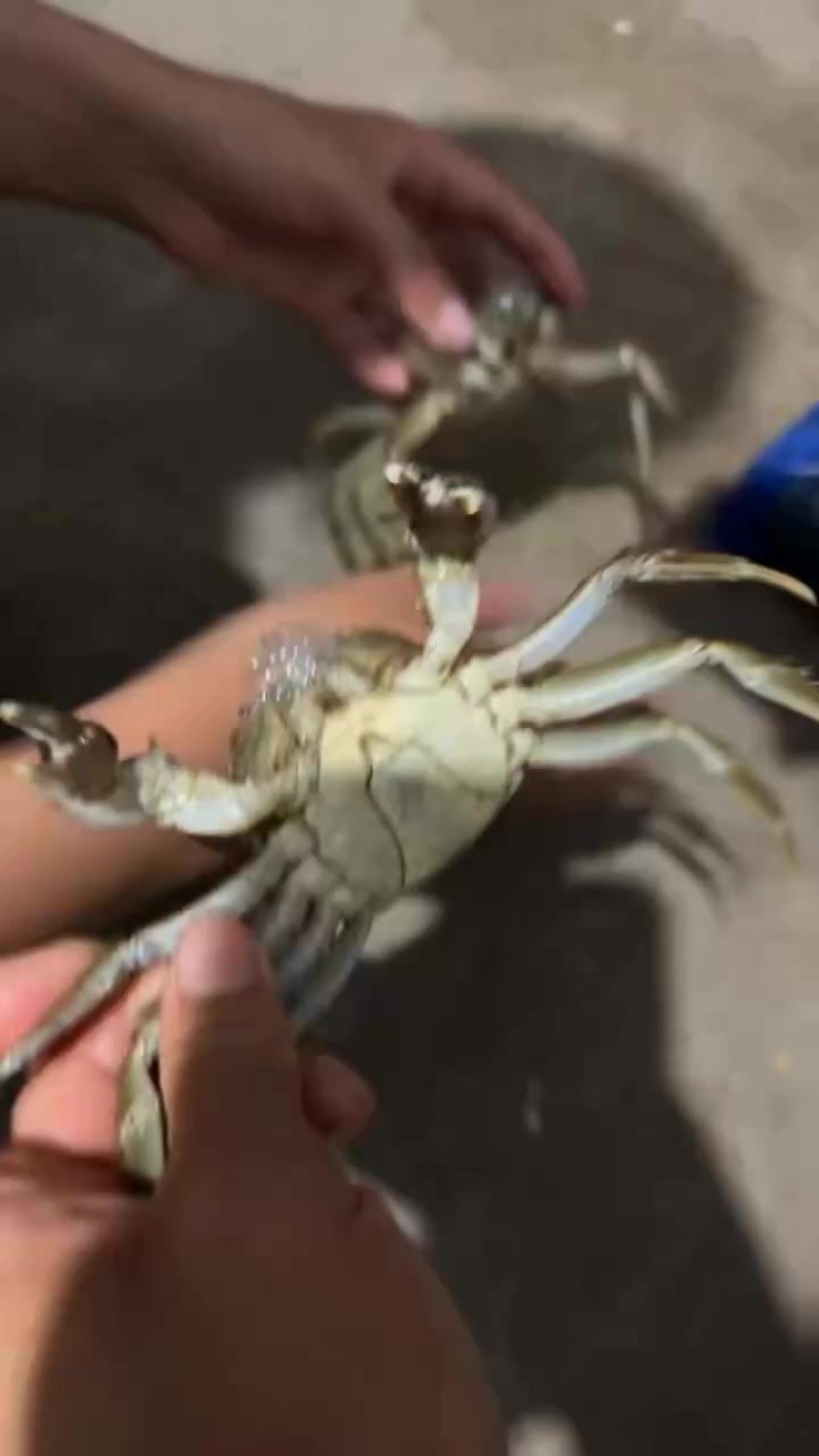 盘锦稻田蟹