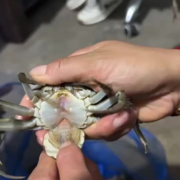 盘锦稻田蟹