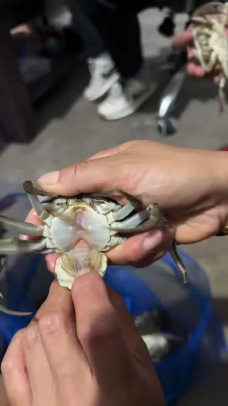 盘锦稻田蟹