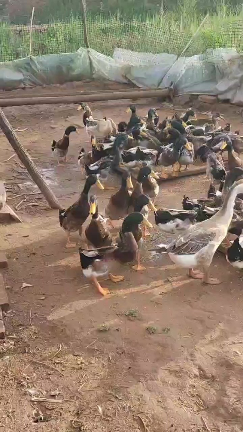 鸭子