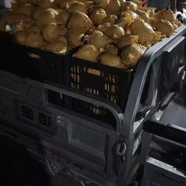砀山梨大量上市（翠玉新玉白皇冠）等十几个早熟品种