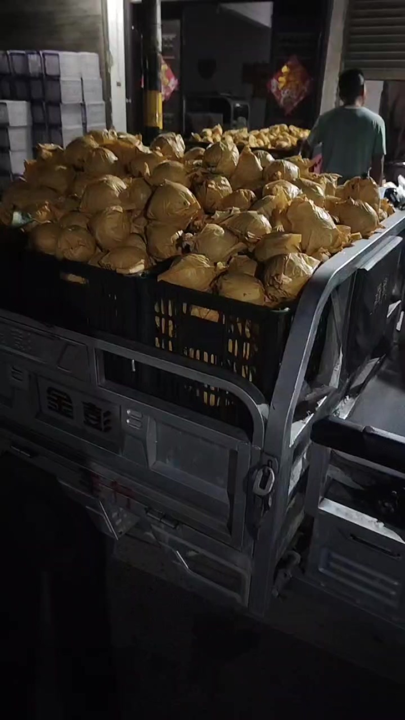 砀山梨大量上市（翠玉新玉白皇冠）等十几个早熟品种
