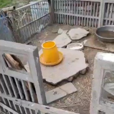 正宗散养老鹅