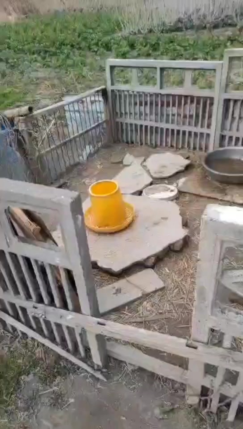正宗散养老鹅