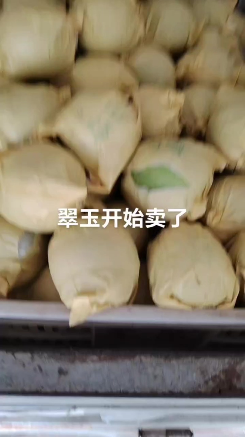 砀山梨大量上市（翠玉新玉白皇冠）等十几个早熟品种