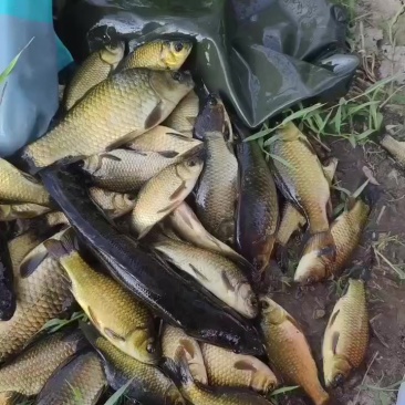 鲫鱼