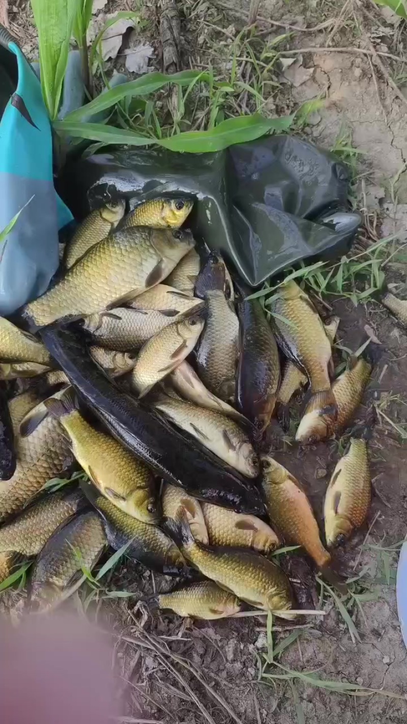 鲫鱼
