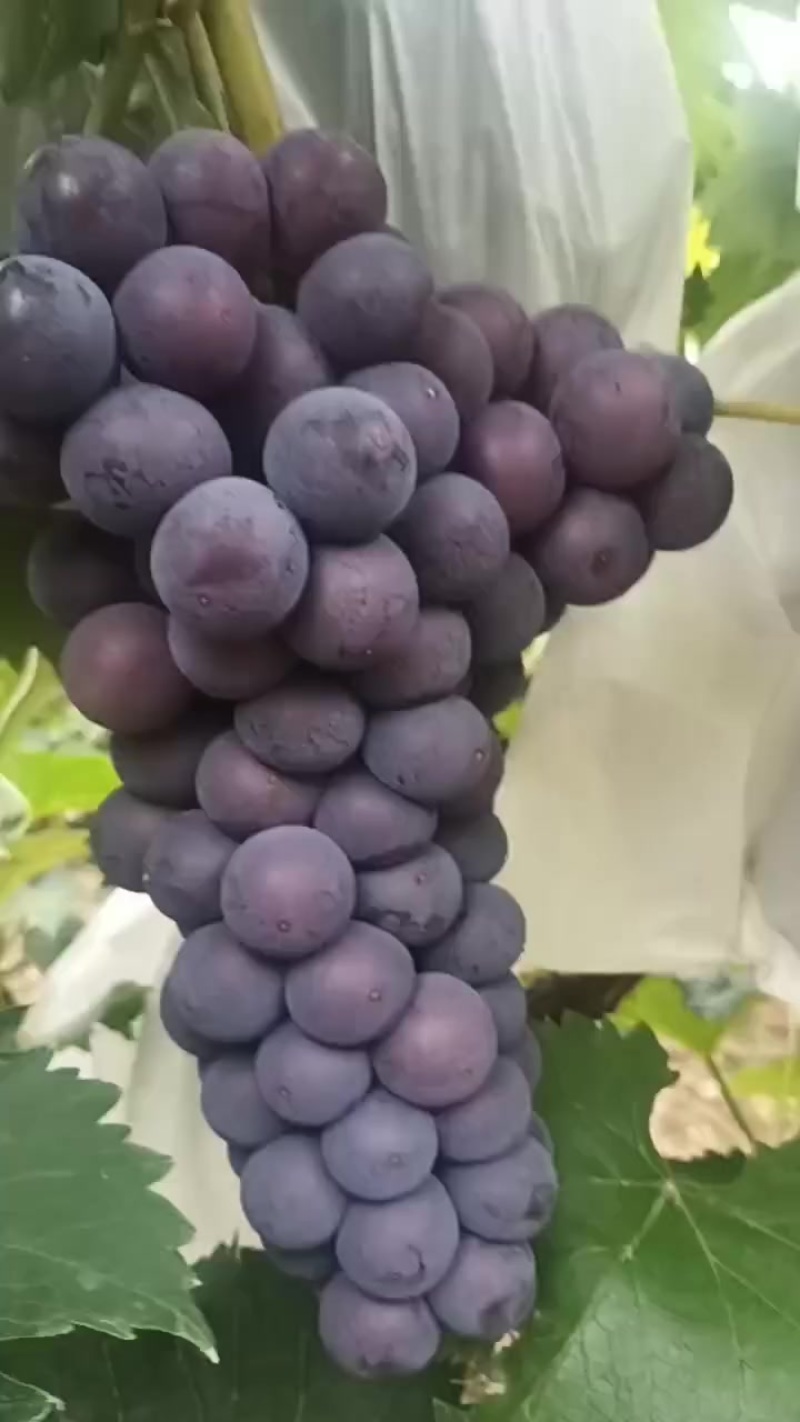 巨峰葡萄夏黑葡萄大量上市