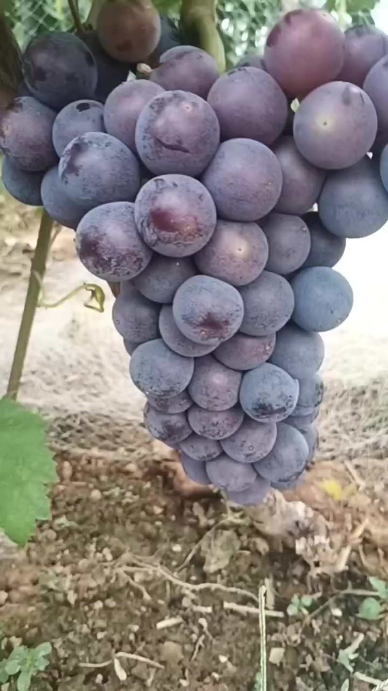 巨峰葡萄夏黑葡萄大量上市