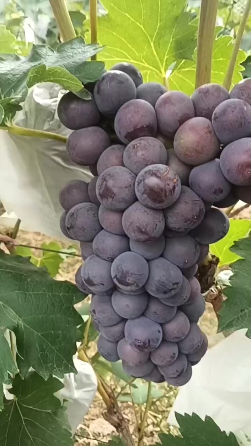 巨峰葡萄夏黑葡萄大量上市