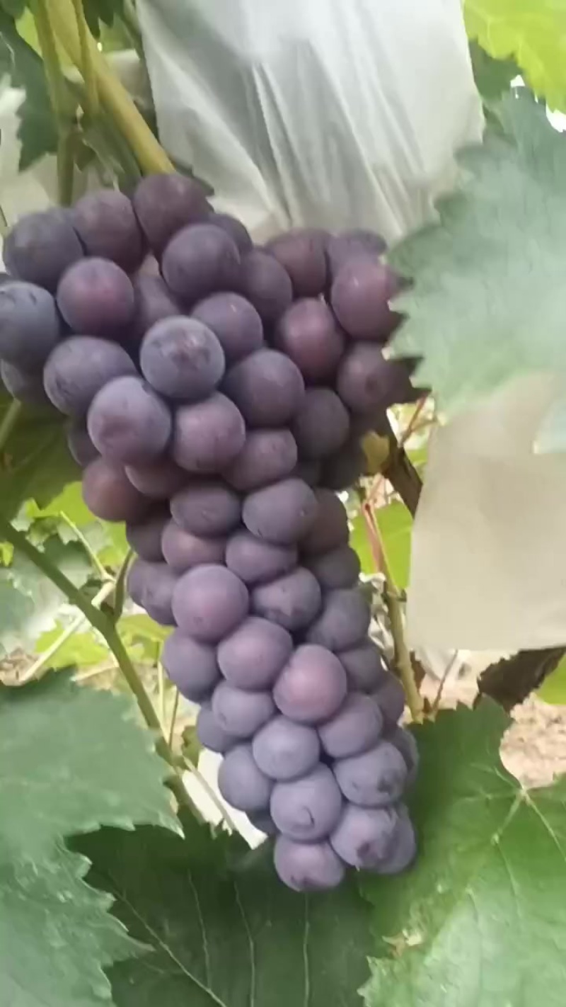 巨峰葡萄夏黑葡萄大量上市